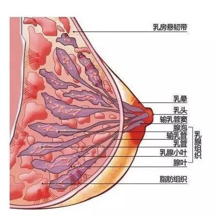 九江南昌催乳有哪些穴位